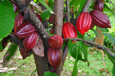 Cacao pods growing on a cacao tree.