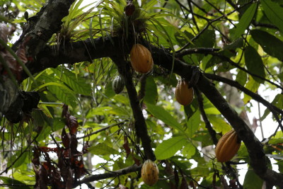 Cacao pods growing on Cacao tree.