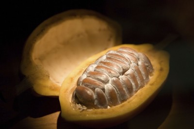 Split open cacao pod showing mucilage covered seeds