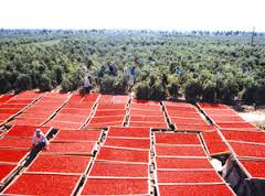 Goji berries drying near the fields of goji in Ningxia.